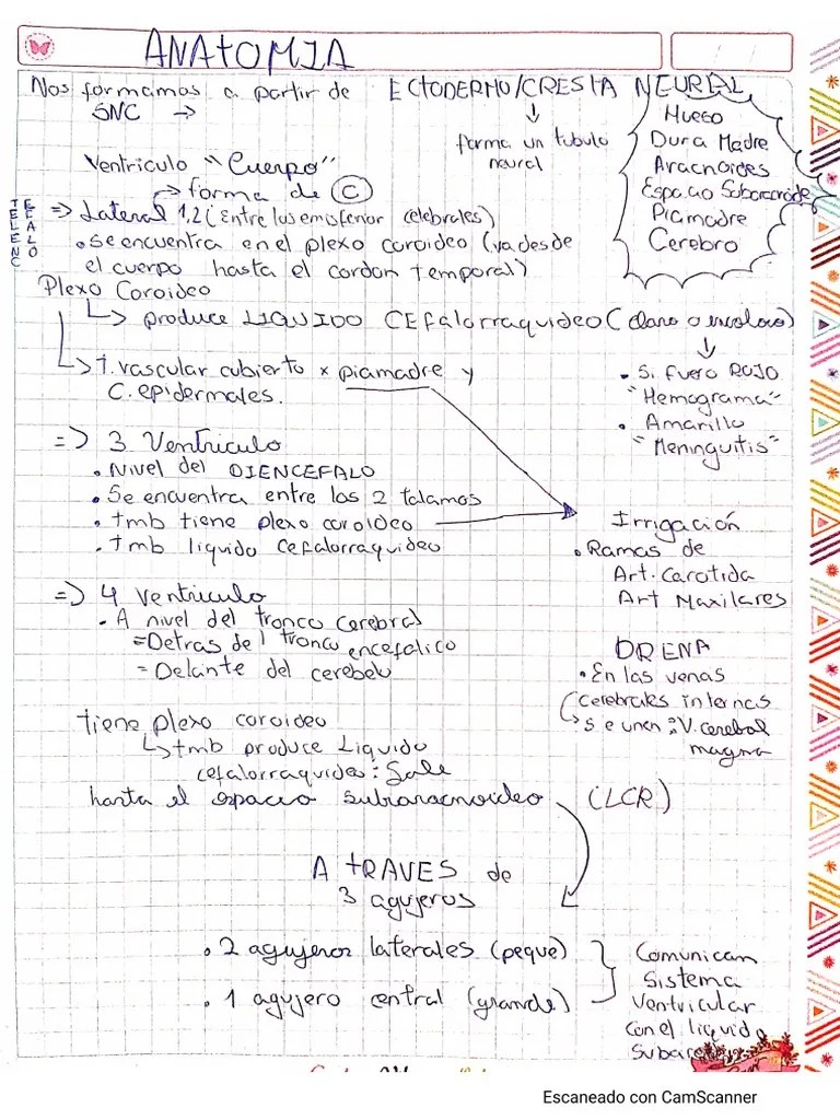 Apuntes De Anatom A Pdf - Colorful Photo Collection - Retina Quality