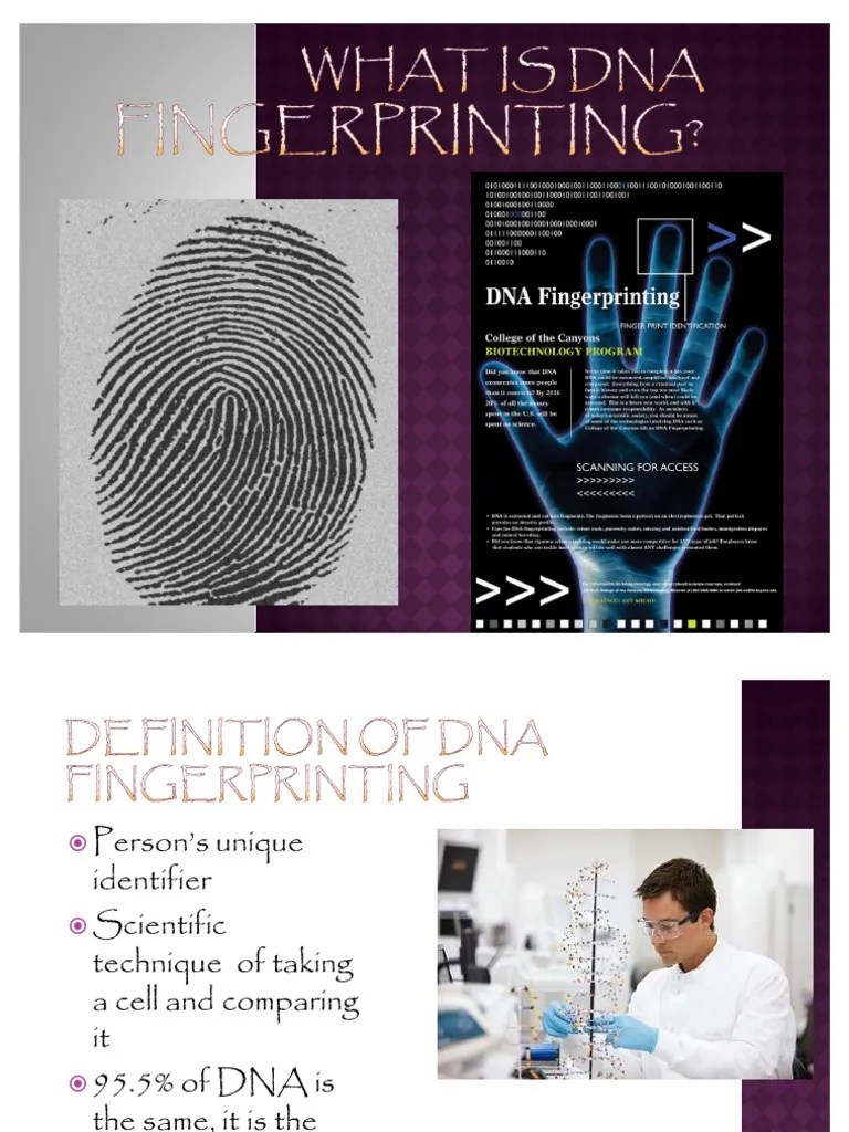 DNA Fingerprinting Project | PDF | Polymerase Chain Reaction | Dna Profiling