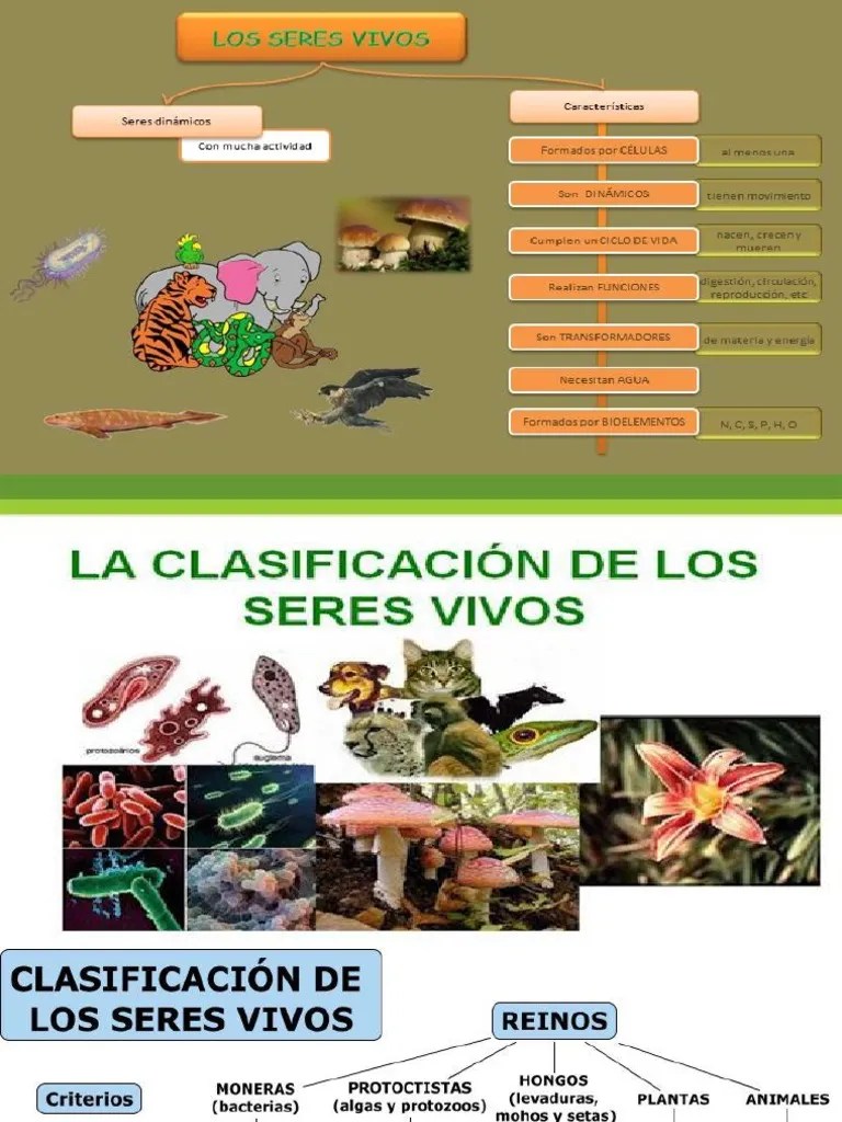 Clasificacion De Los Seres Vivos. Sexto | PDF | Archaea | Algas