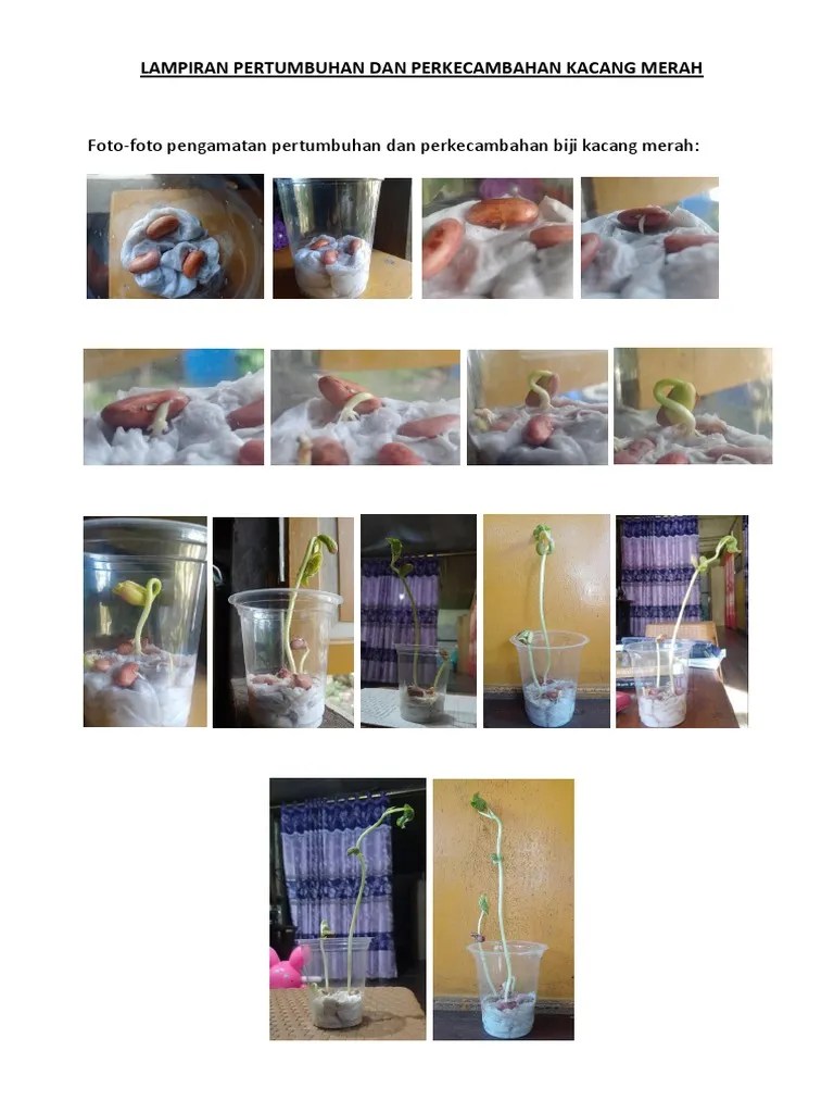 Lampiran Gerak Pertumbuhan Kecambah Kacang Merah | PDF