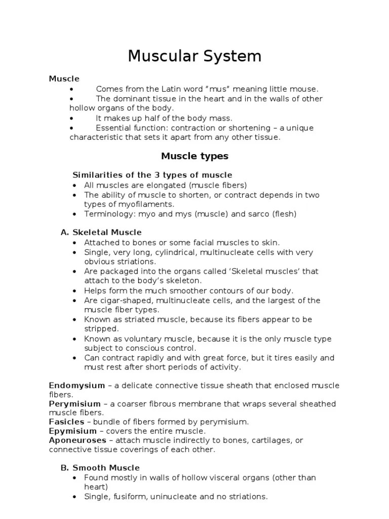 Muscular System: Muscle Types | PDF | Anatomical Terms Of Motion ...