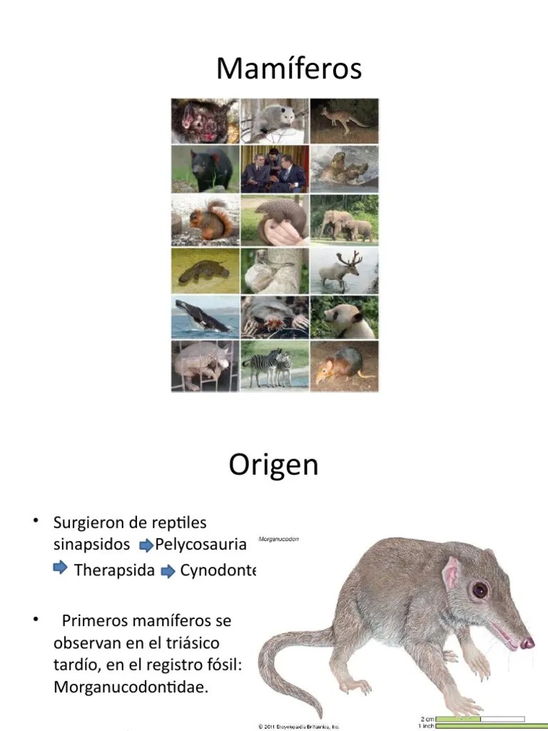 Mamiferos Final | PDF | Mamíferos | Roedor