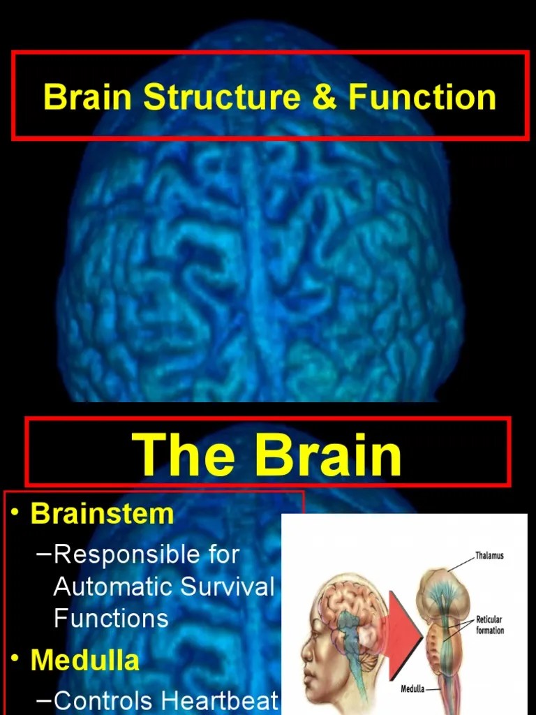 Brain Structure & Function | Download Free PDF | Senses ...