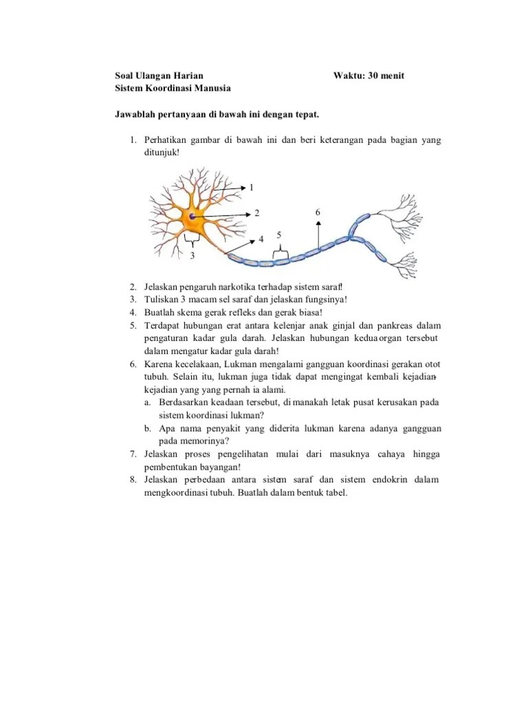 2) neuron yang ditemukan pada organ indra, seperti mata, telinga, dan hidung adalah neuron…. Soal Sistem Saraf Dan Jawabannya Sekali