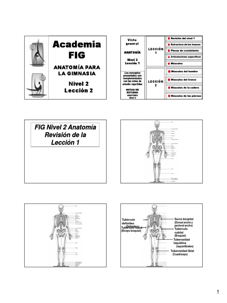 Anatomy - Level 2 Lesson 2 FINAL Esp | PDF | Hombro | Sistema Musculoesquelético