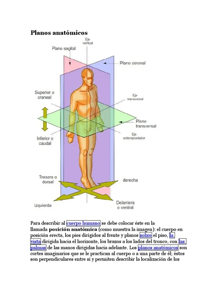Planos Anatómicos | PDF | Términos Anatómicos De Ubicación | Morfología (biología)