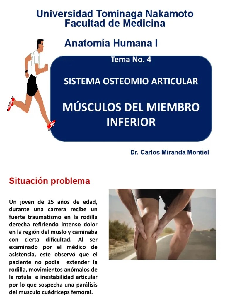 Músculos Del Muslo: Origen, Inserción Y Funciones | PDF | Articulaciones | Tejido Suave