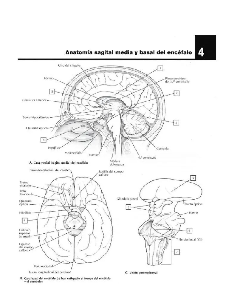 Anatomia Encefalo Basal Y Media | PDF