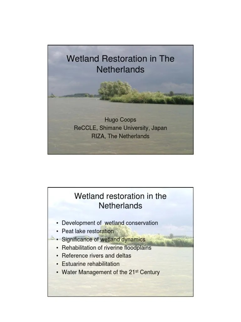 Wetland Restoration In The Netherlands | PDF | Floodplain | Wetland