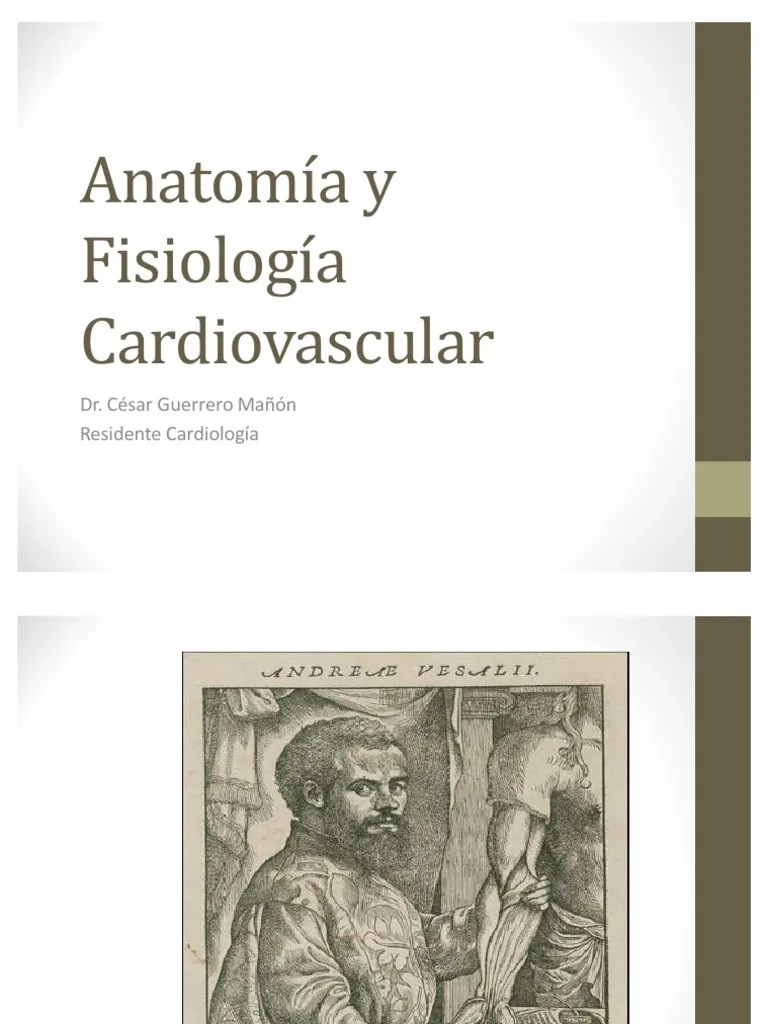 Anatomia Y Fisiologia Cardiovascular | PDF | Corazón | Sistema Circulatorio