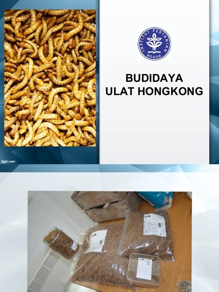 Budidaya ulat hongkong