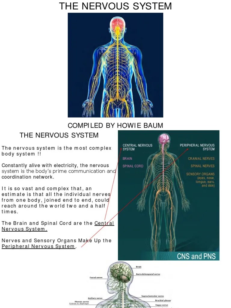 The Nervous System | PDF