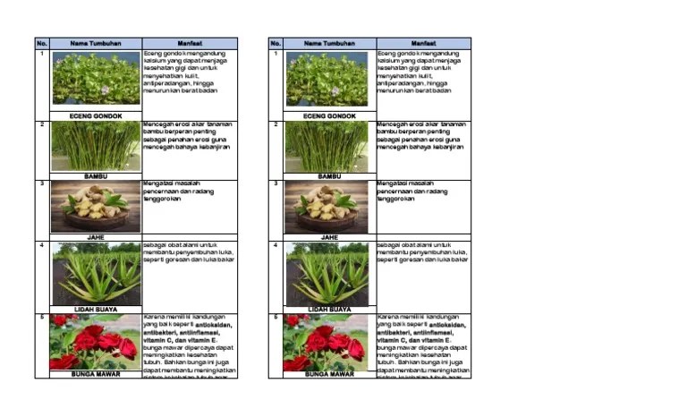 Manfaat tumbuhan bagi manusia