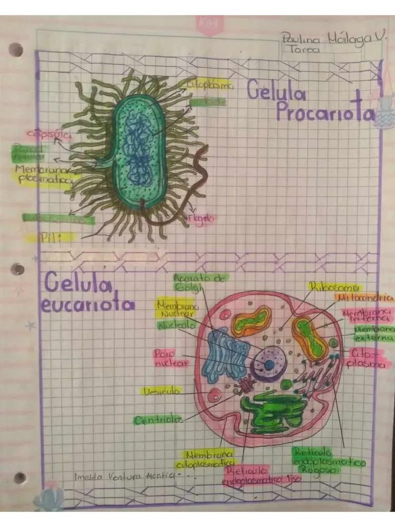 Célula Procariota Y Eucariota | PDF