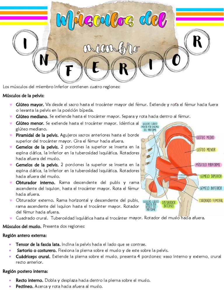 Musculos Del Miembro Inferior | PDF | Pie | Pelvis