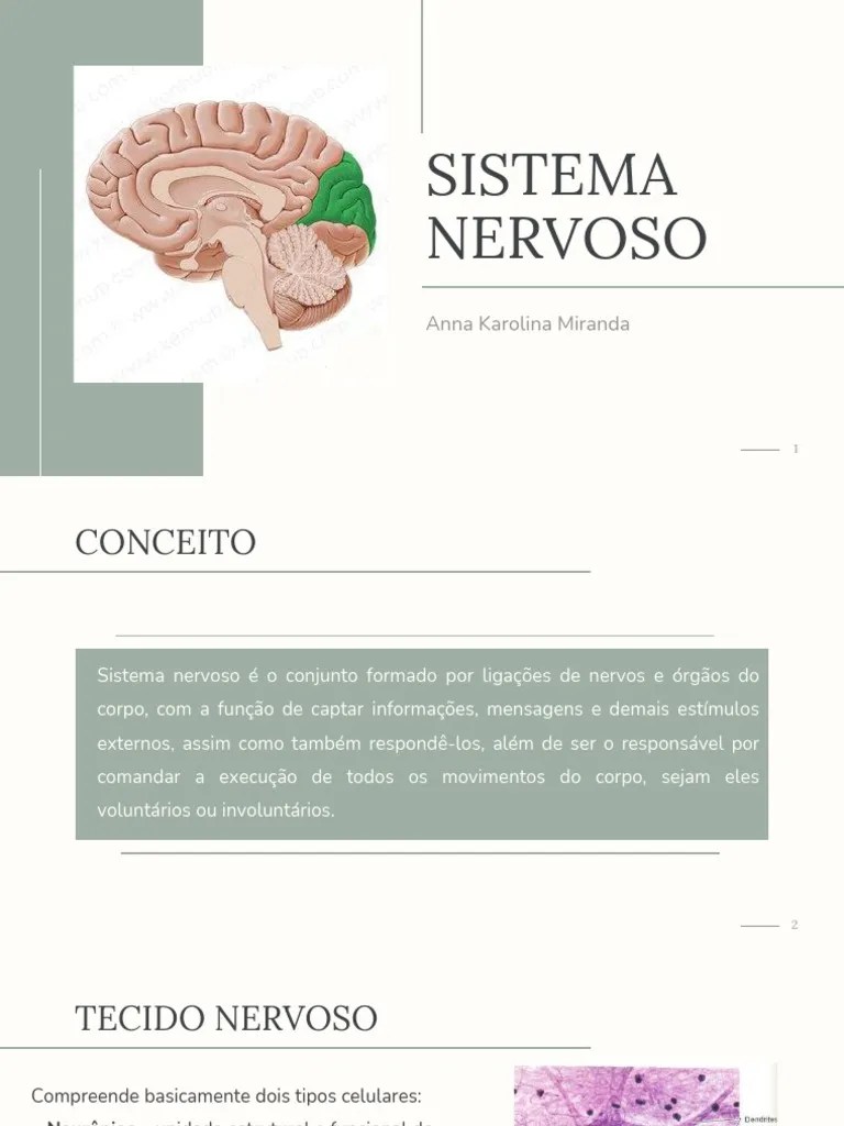 Sistema Nervoso | PDF | Sistema Nervoso Autónomo | Cérebro
