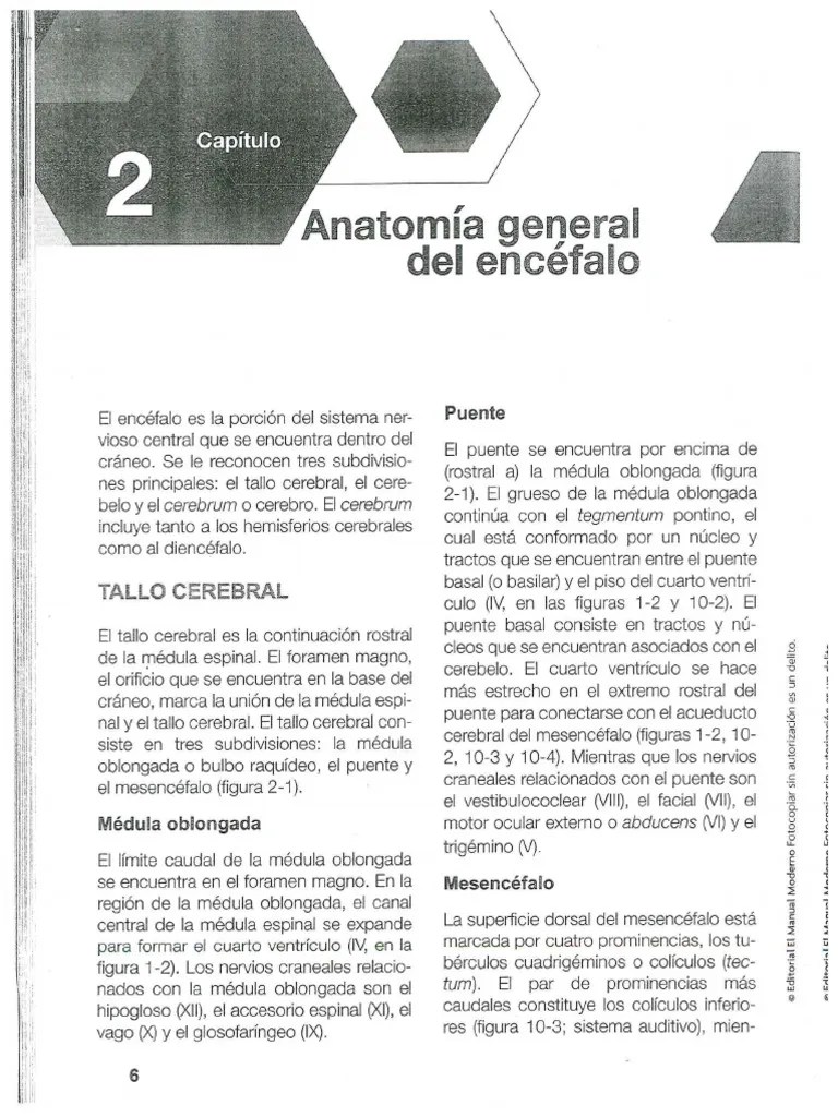 Anatomía General Del Encefalo | PDF
