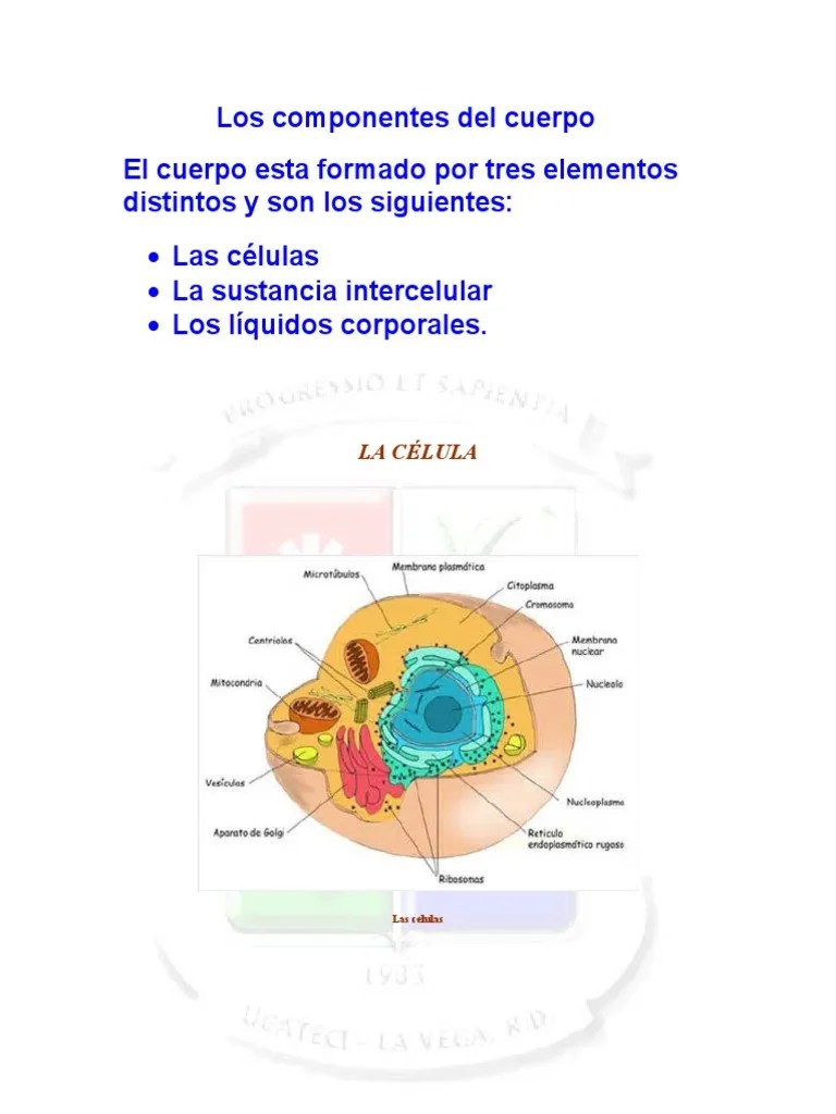 Las Celulas | PDF | Mitosis | Mitosis