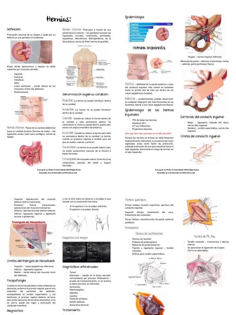 HERNIAS | PDF | Abdomen | Anatomía