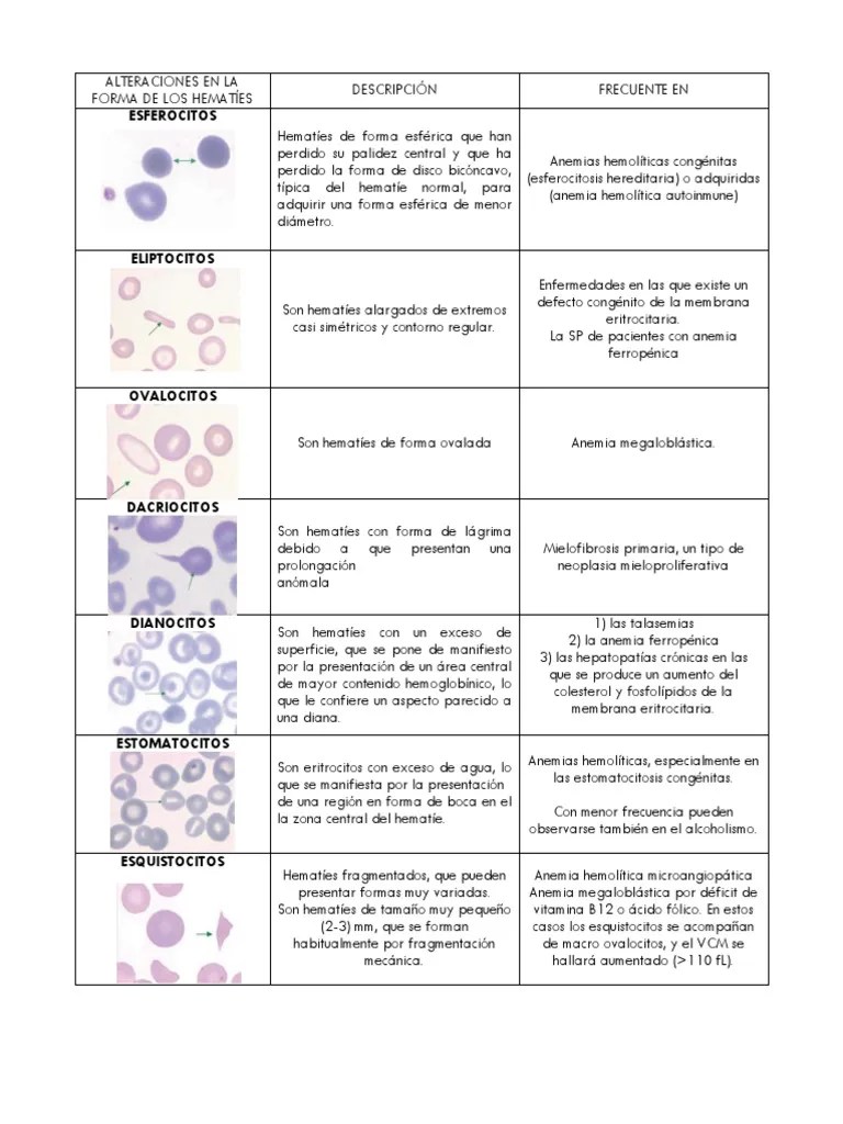 ERITROCITOS | PDF | Glóbulo Rojo | Fluidos Corporales
