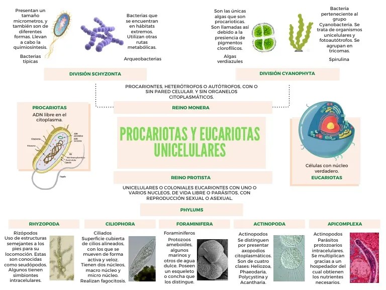 Procariotas Y Eucariotas Unicelulares | PDF | Eucariotas | Procariota