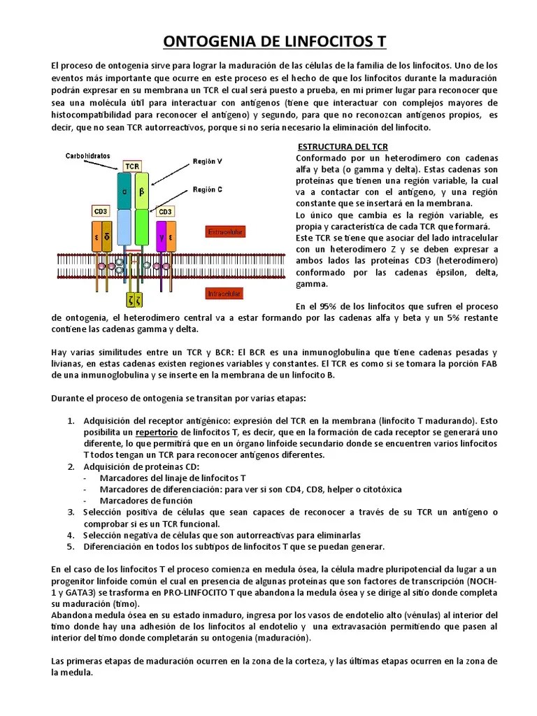 Clase 7 - Ontogenia De Linfocitos T | PDF | Célula T | Linfocitos