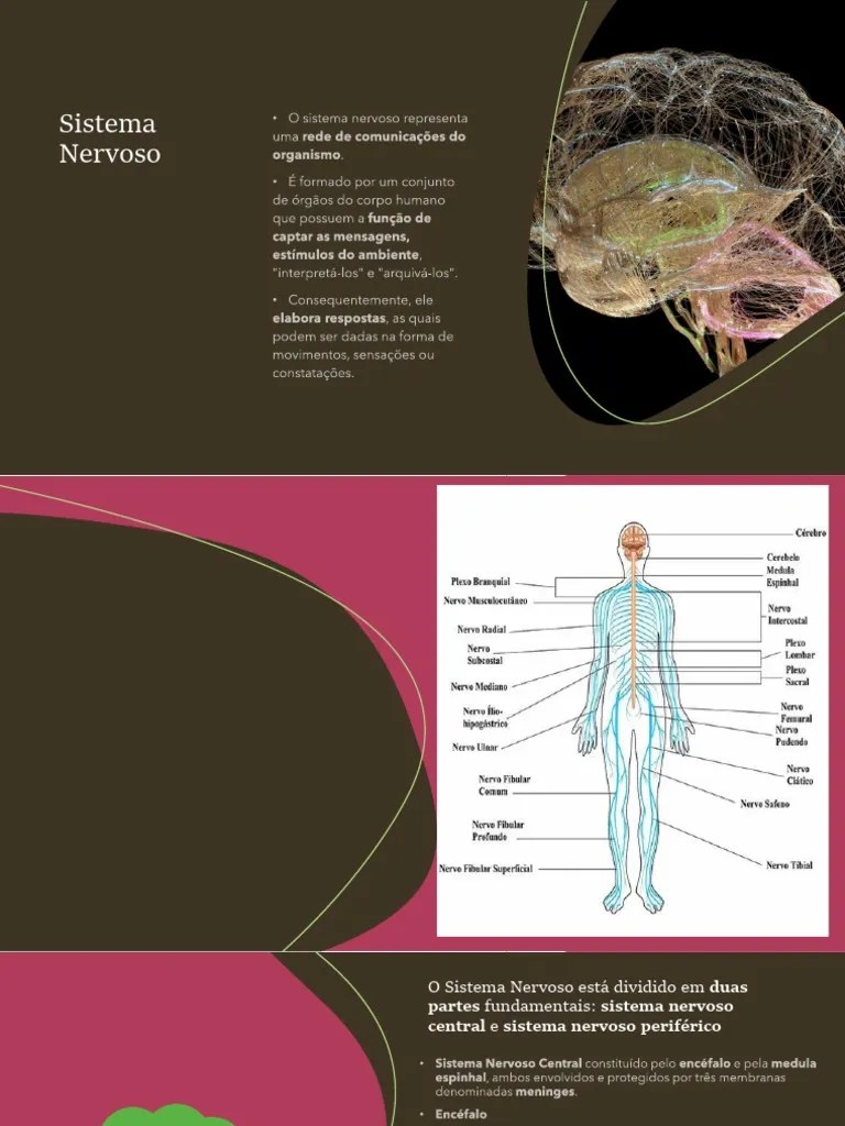 Sistema Nervoso CENTRAL | PDF | Sistema Nervoso | Sistema Nervoso Central