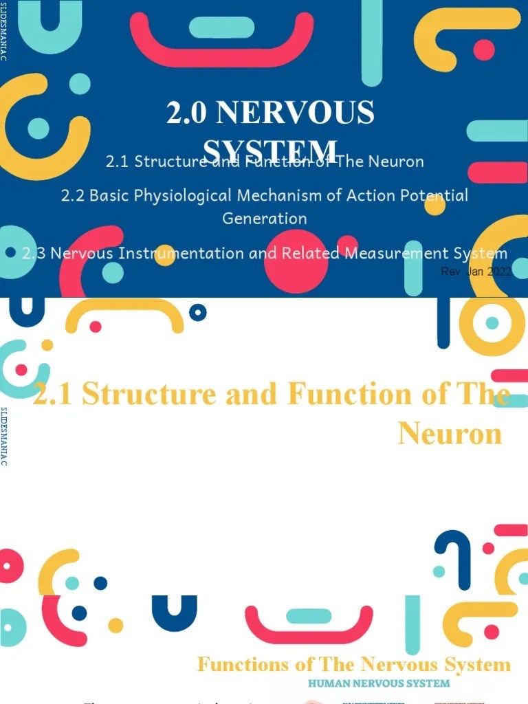 2.0 Nervous System - Rev. Jan 22 | PDF | Action Potential | Neuron