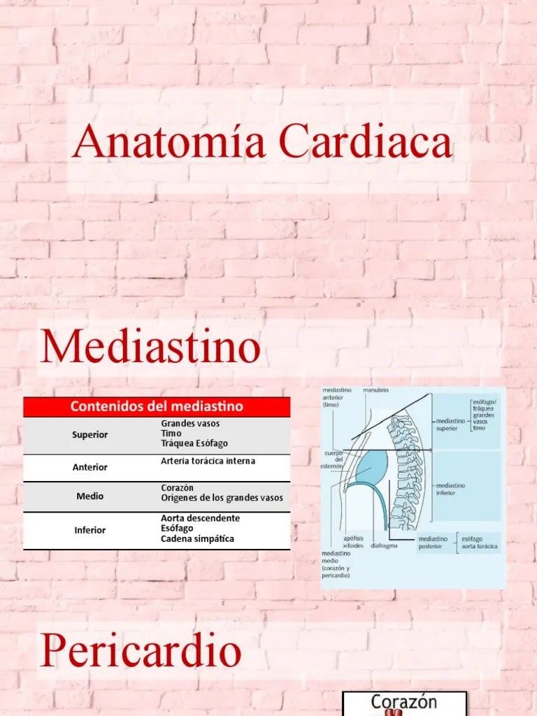 Anatomía Cardiaca | PDF | Sistema Circulatorio | Ventrículo (corazón)