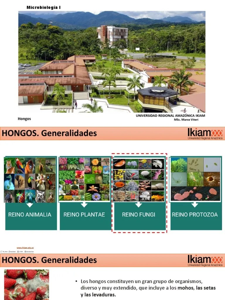 Hongos | PDF | Hongo | Organismos