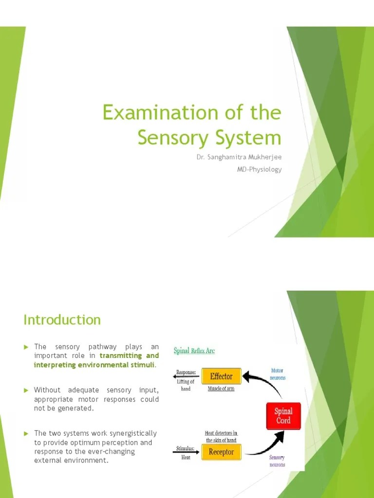 Examination Of The Sensory System | PDF | Senses | Spinal Cord