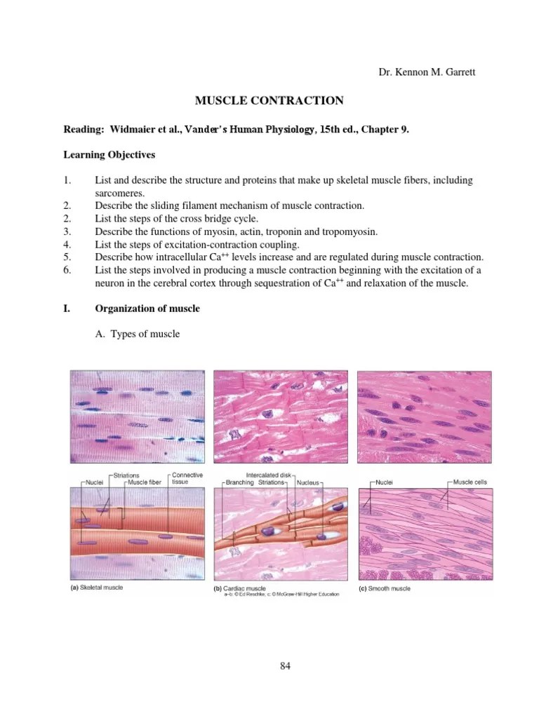 An In-Depth Examination Of The Molecular Mechanisms Underlying Muscle ...