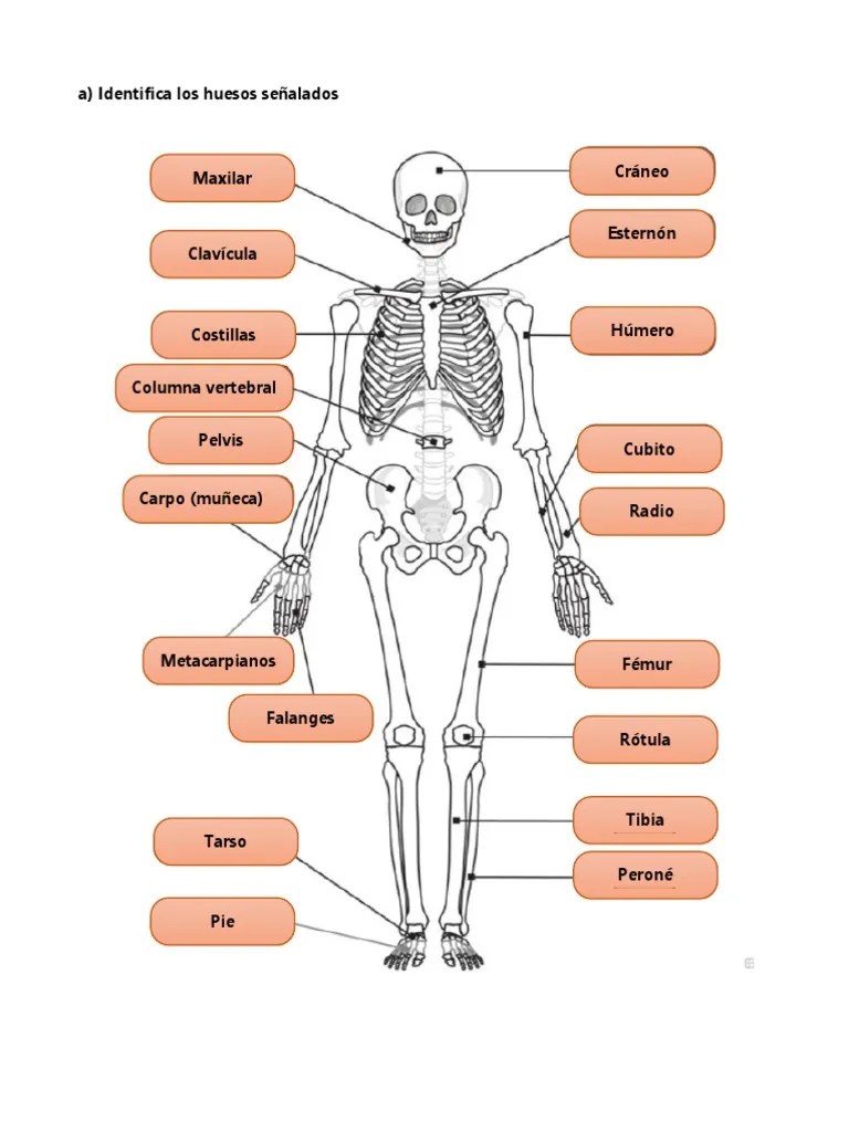 Anatomía 3 Alexandra Pacheco | PDF