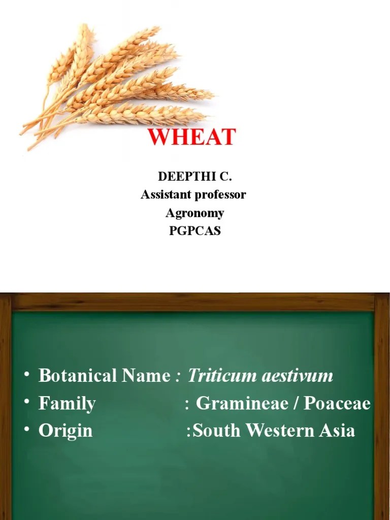 WHEAT | PDF | Wheat | Leaf