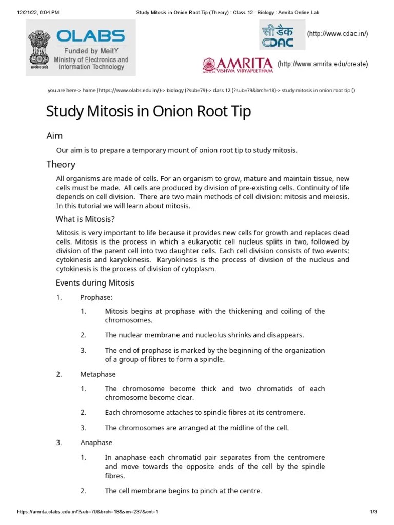 Study Mitosis In Onion Root Tip (Theory) - Class 12 - Biology - Amrita Online Lab | PDF ...