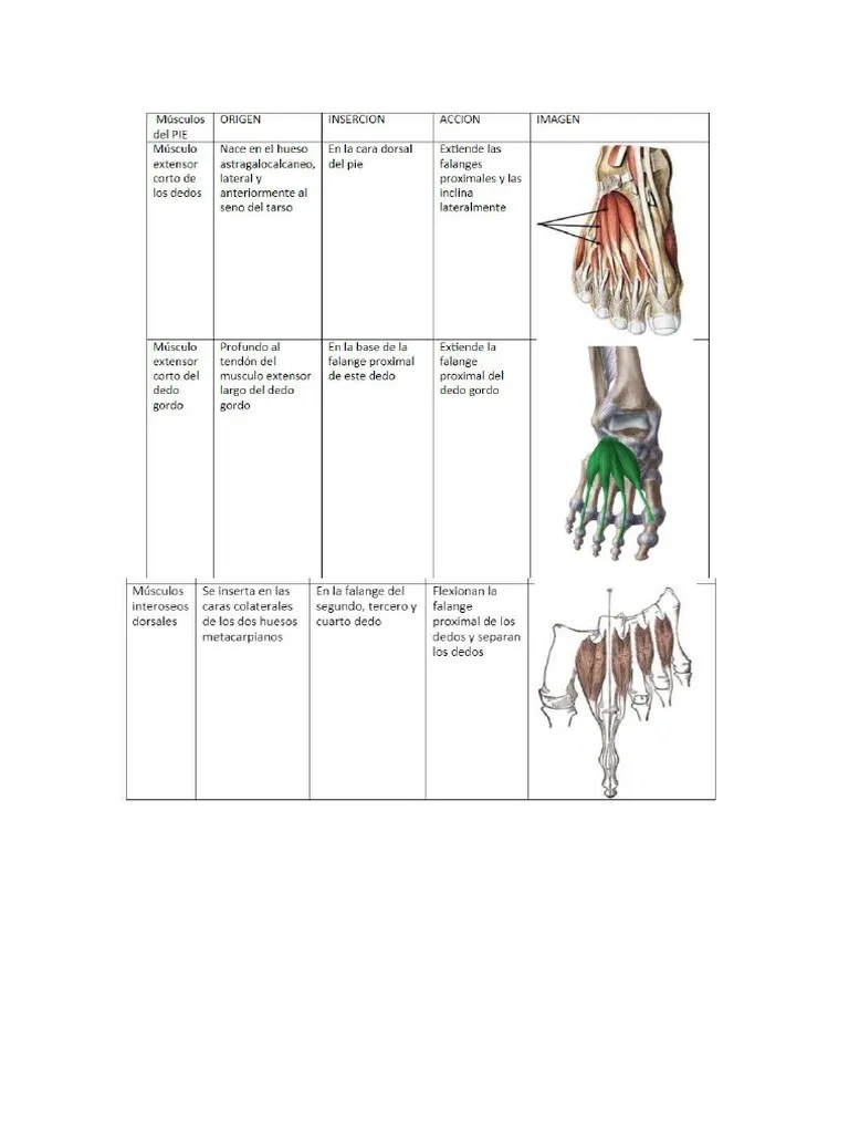Musculos Del Pie | PDF