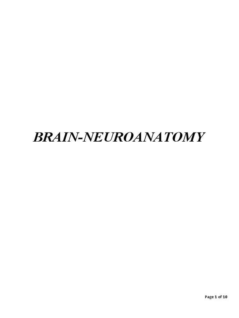 NEUROANATOMY Introduction | PDF