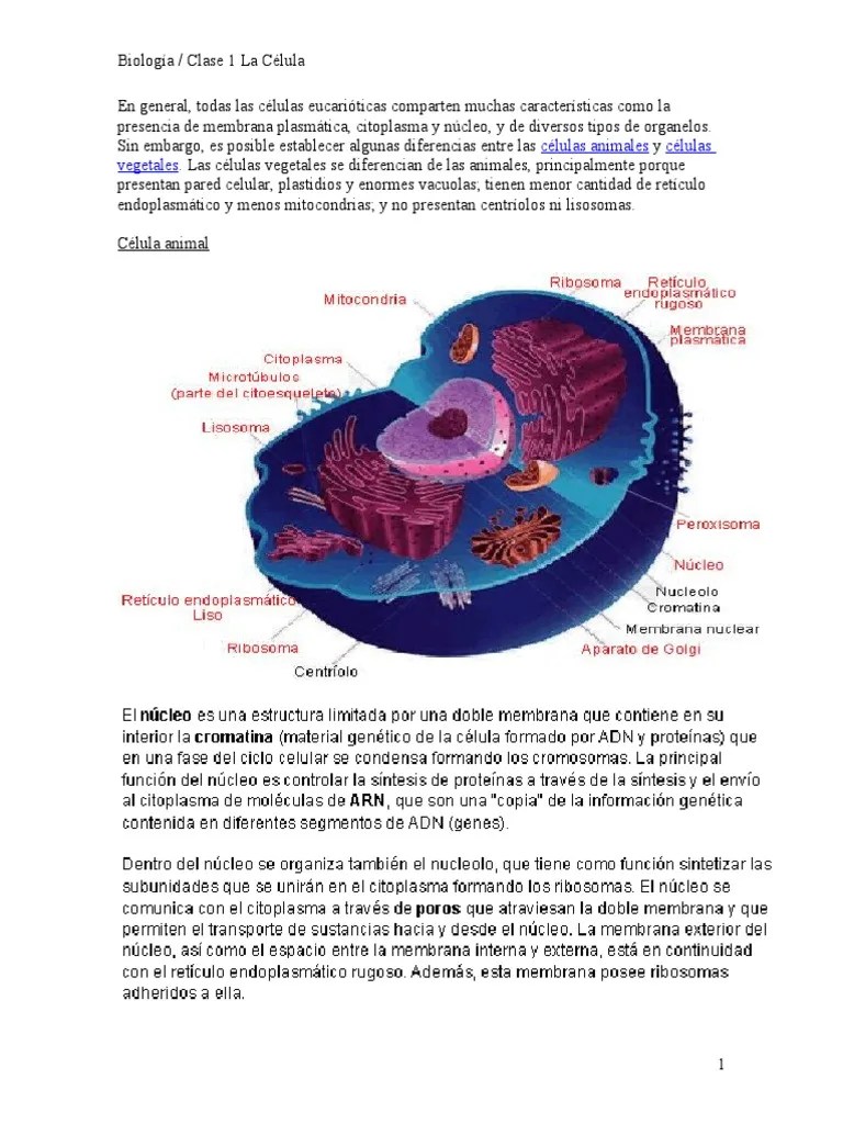 Biologia - Clase1 - La Celula02 | PDF