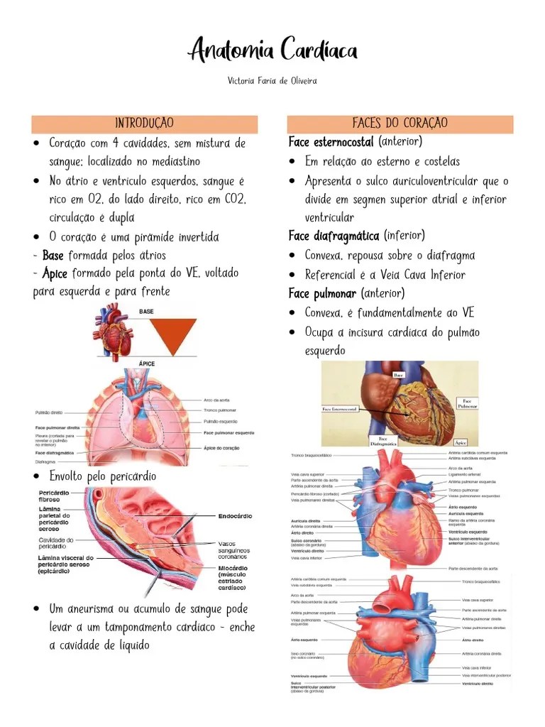Anatomia Cardíaca | PDF | Coração | Ventrículo (coração)