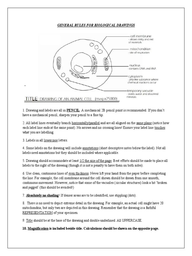Bio P3 Notes | PDF | Flowers | Seed