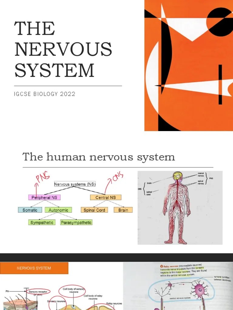 The Nervous System | PDF