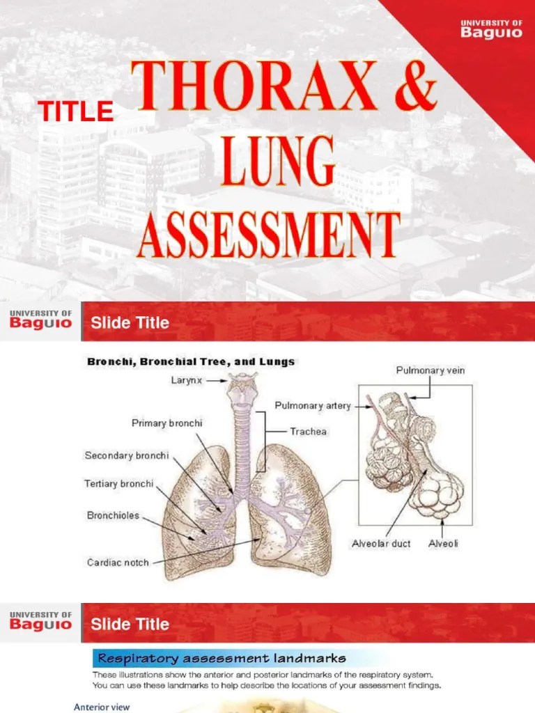 Thorax And Lung Assessment 1 PDF | PDF | Breathing | Thorax