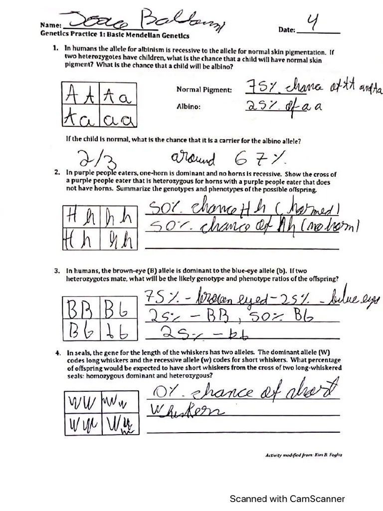 Basic mendelian genetics worksheet
