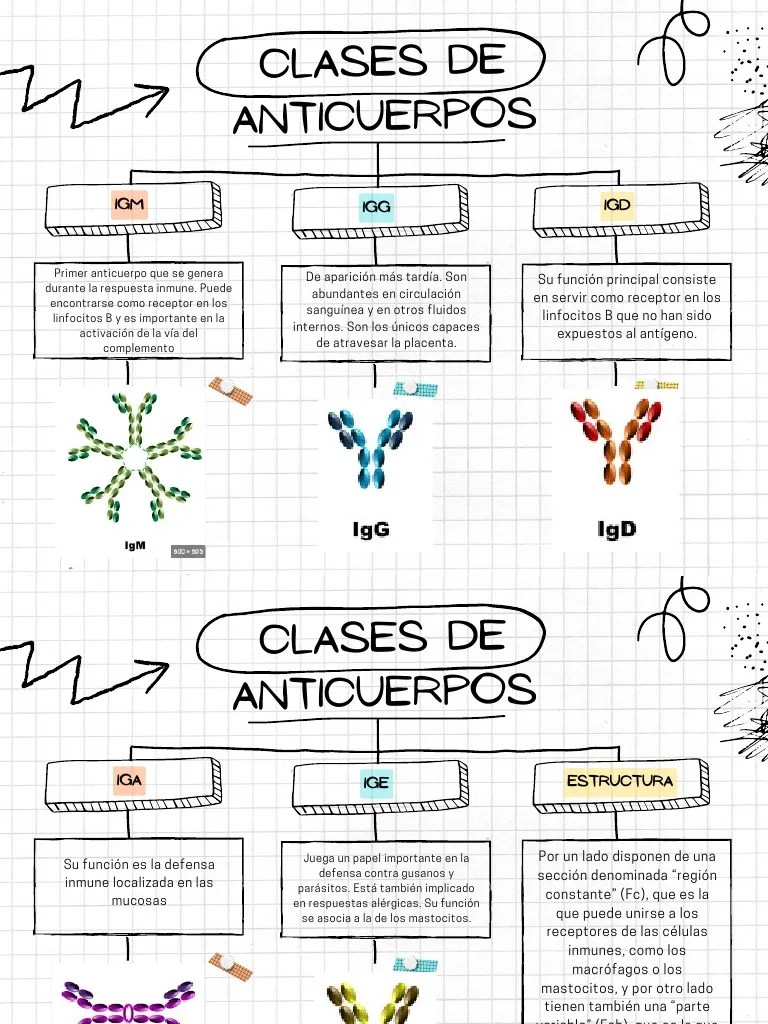 Tipos De Anticuerpos | PDF | Anticuerpo | Linfocitos