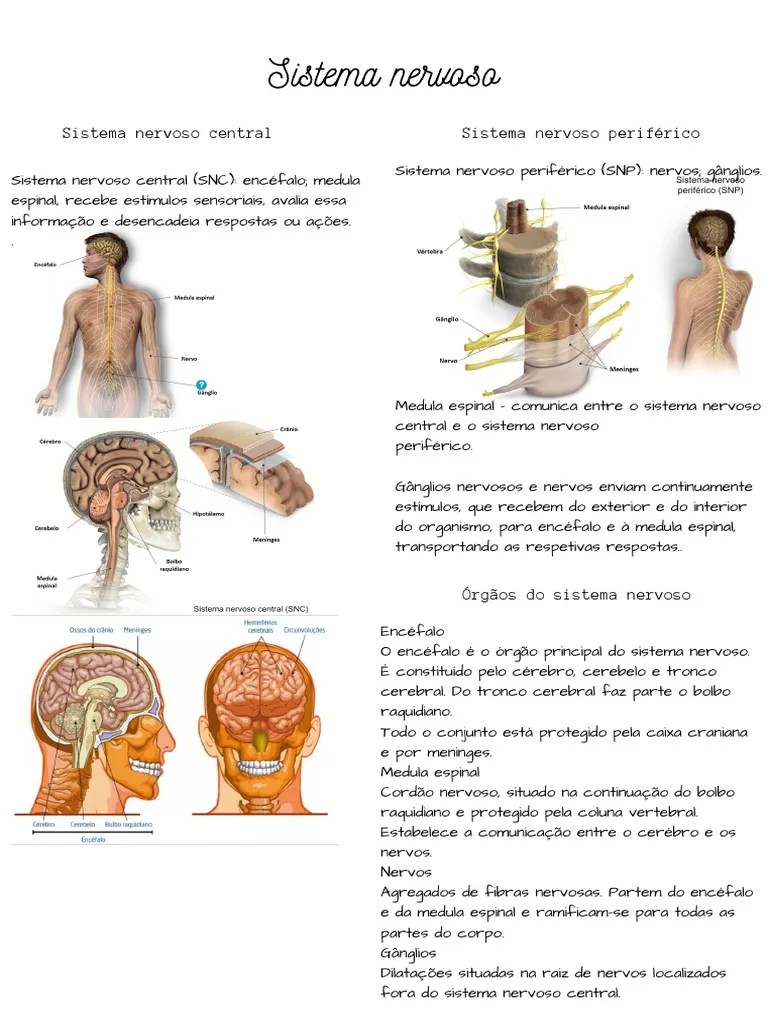 Sistema Nervoso | PDF