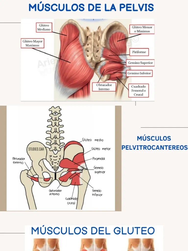 Músculos Del Miembro Inferior | PDF