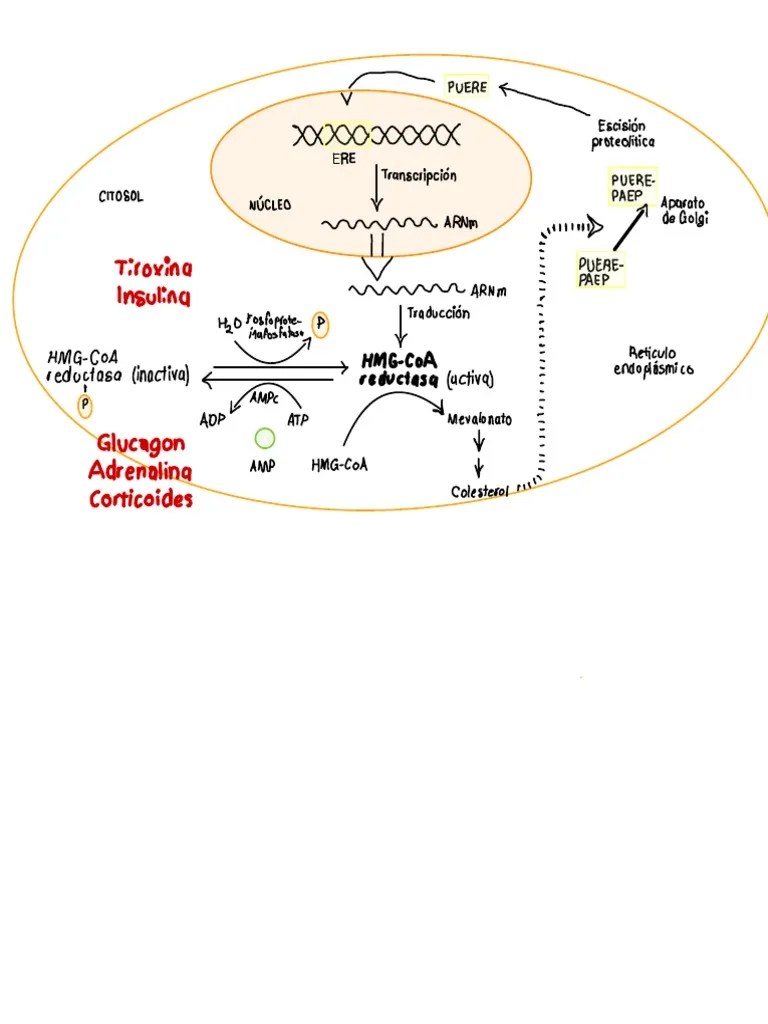 Cholesterol Y Triglicéridos - Bramasco PDF | PDF | Colesterol | Bilis