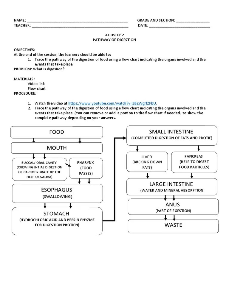 Digestive System Activity Final Pdf Digestion Small Intestine