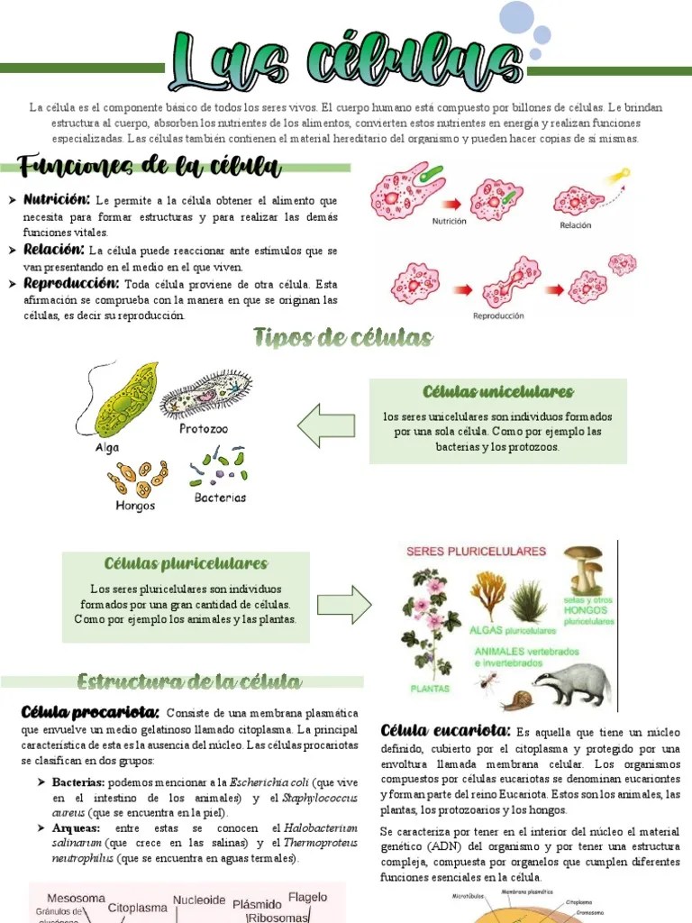 Las Celulas PDF | PDF