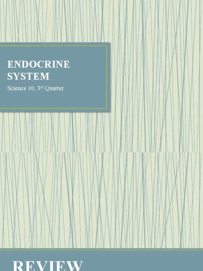 Endocrine System | PDF | Endocrine System | Hormone